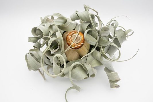 Xerographica w/ Shell Hanger