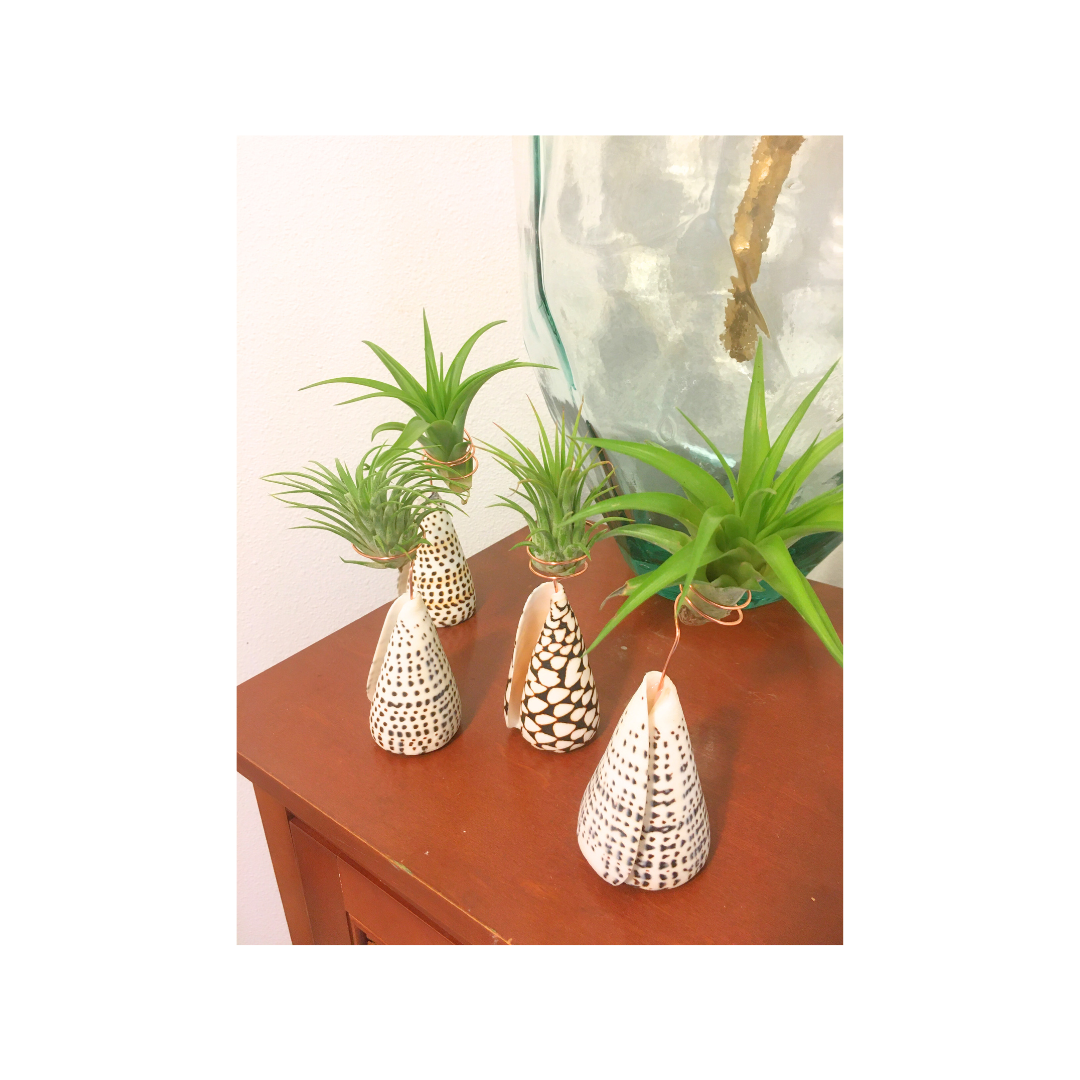 Cone Shell Holder - Large