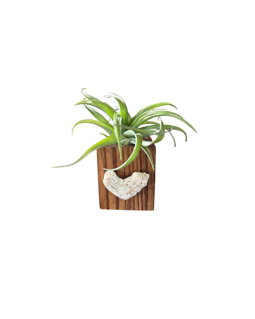 Natural Wood + Shell Tilly Holder