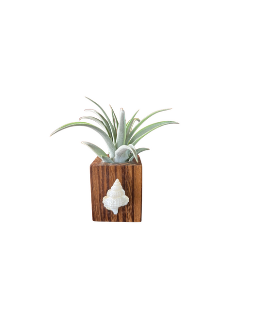 Natural Wood + Shell Tilly Holder
