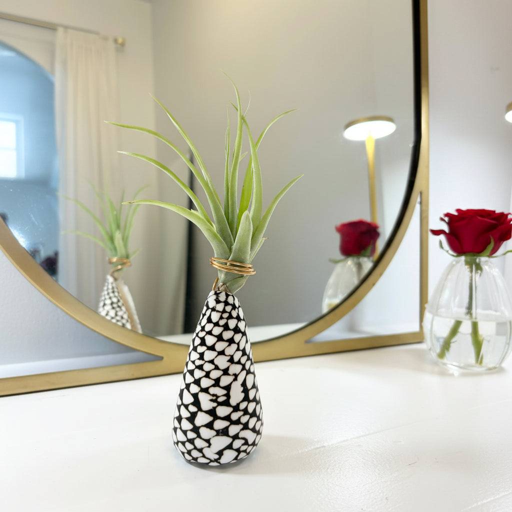 Cone Shell Holder - Medium