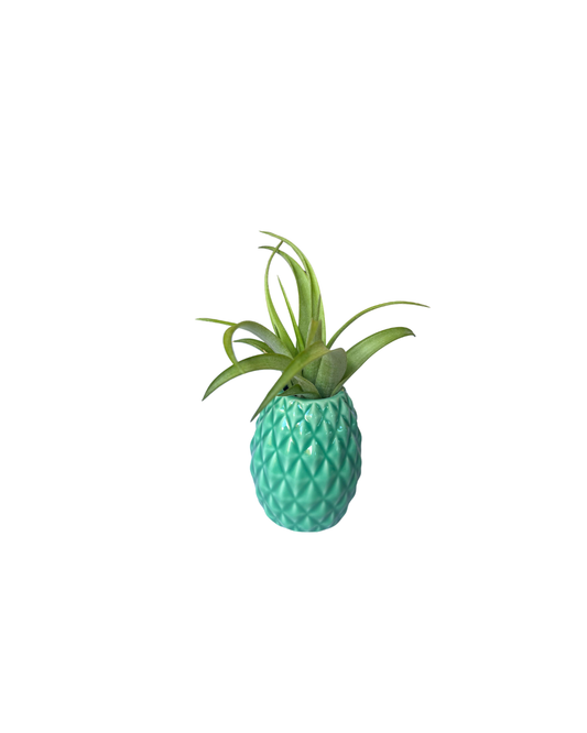 Pineapple Holder