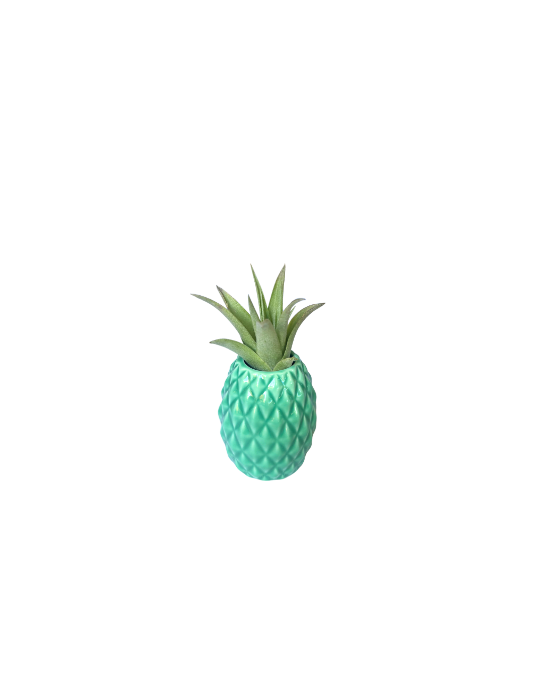 Pineapple Holder