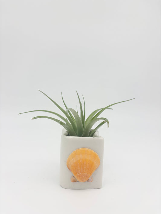 Salt + Pepper Set ~ Shell Tilly Holder