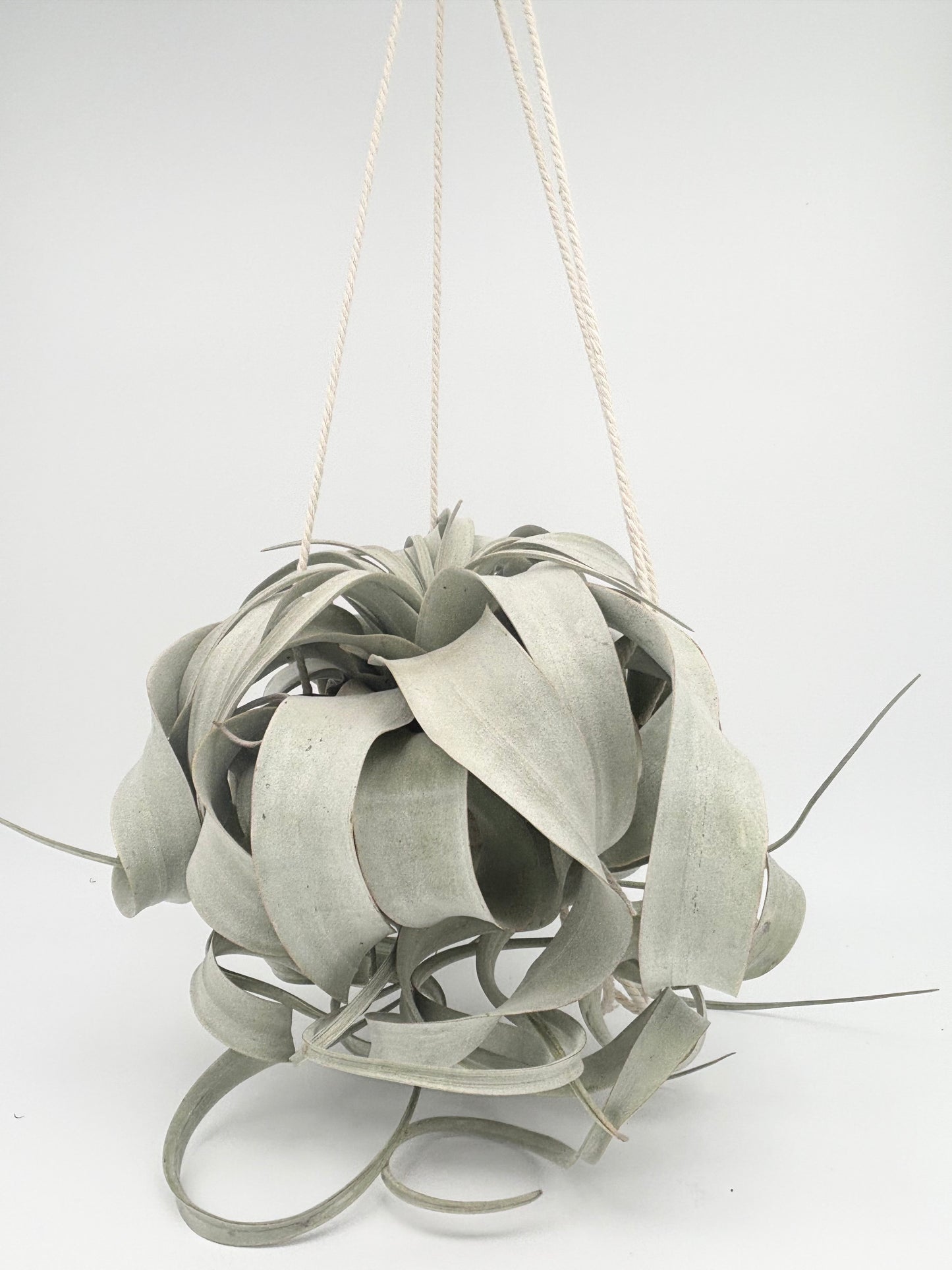 Xerographica w/ Macrame Hanger