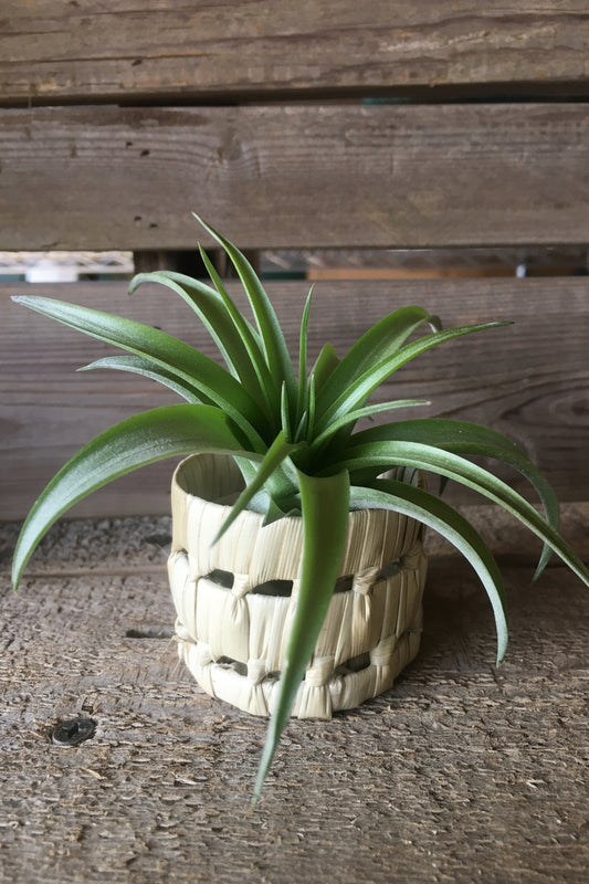 Natural Basket Holder