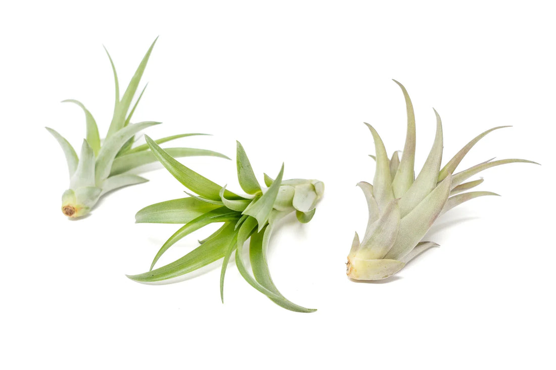 What Are Air Plants? A Beginner’s Guide to Tillandsia Care & Hawaiian-Inspired Styling