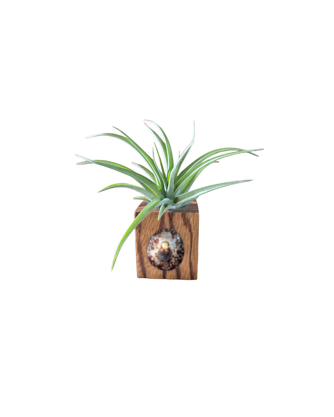 Natural Wood + Shell Tilly Holder