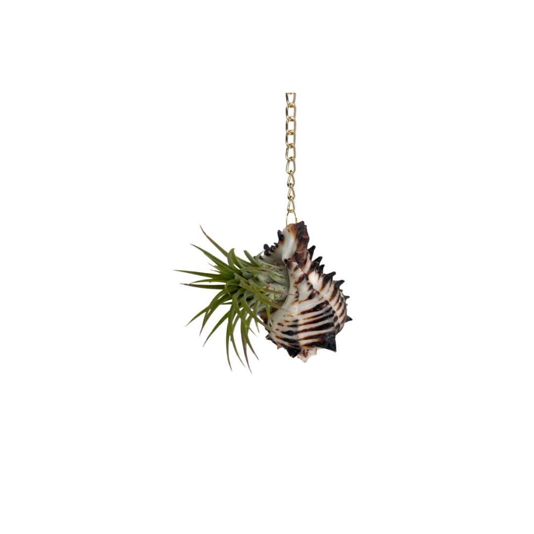 Crystal + Shell Suncatcher: ~ 12"-14"