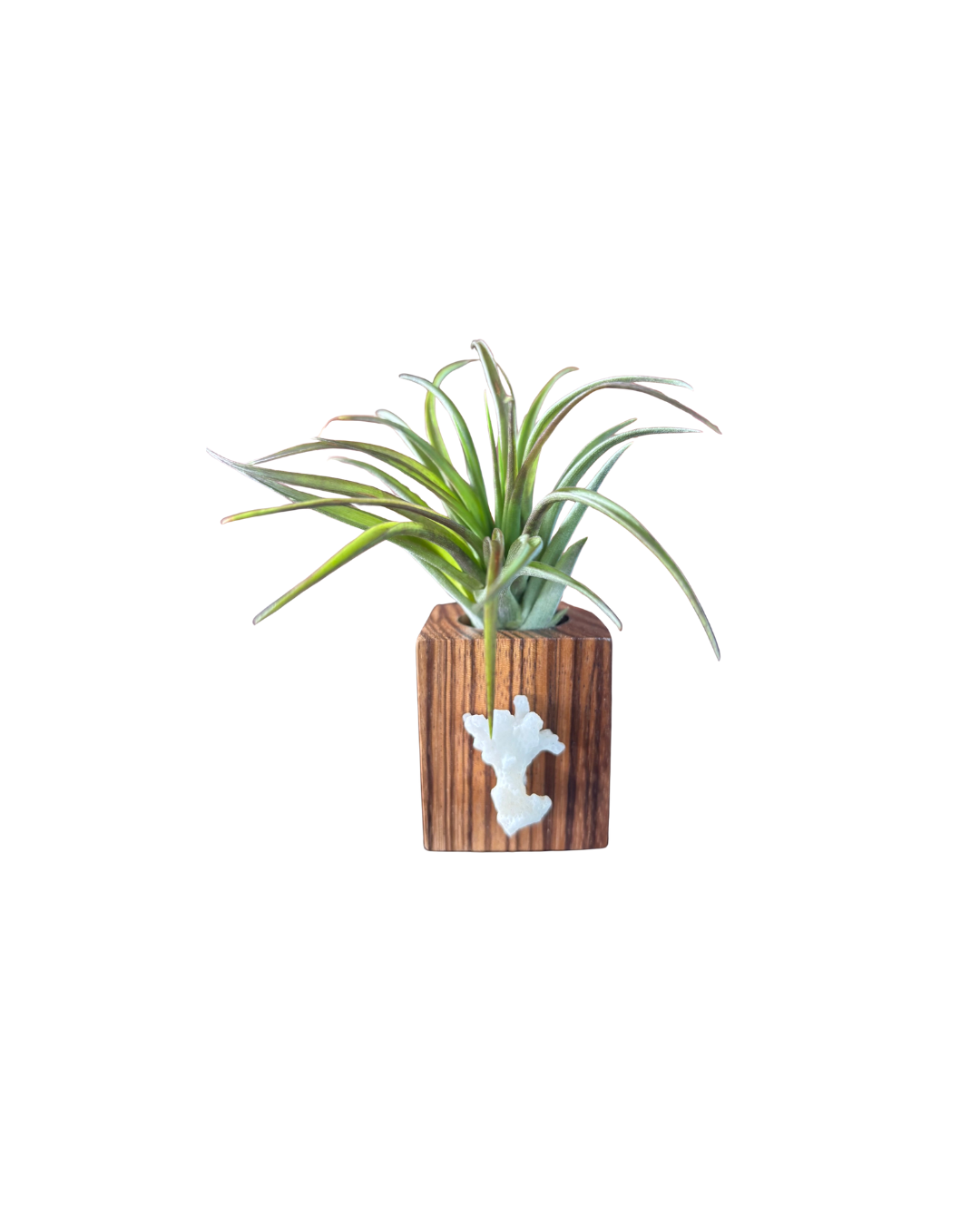 Natural Wood + Shell Tilly Holder