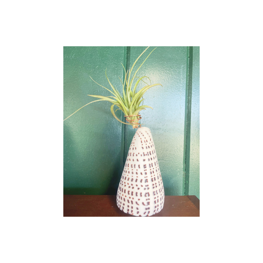 Cone Shell Holder - Large
