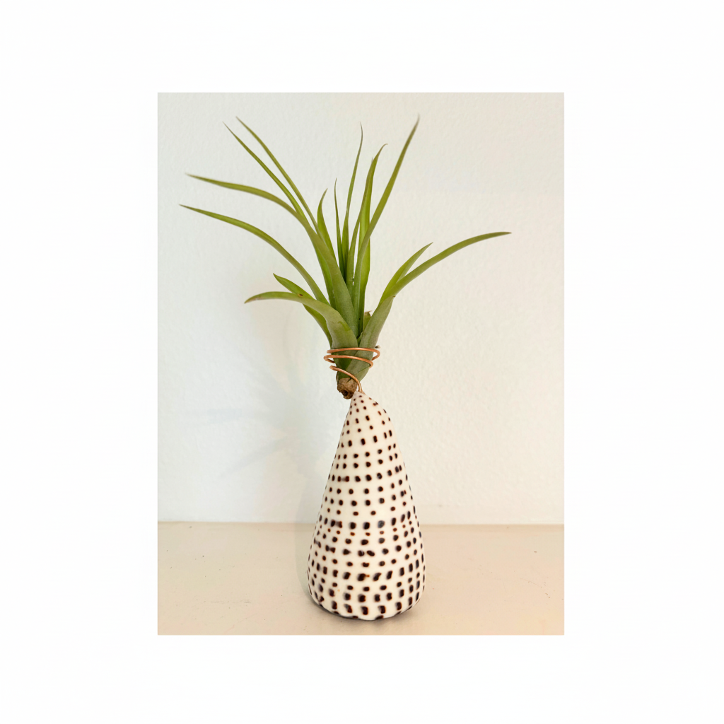 Cone Shell Holder - Large