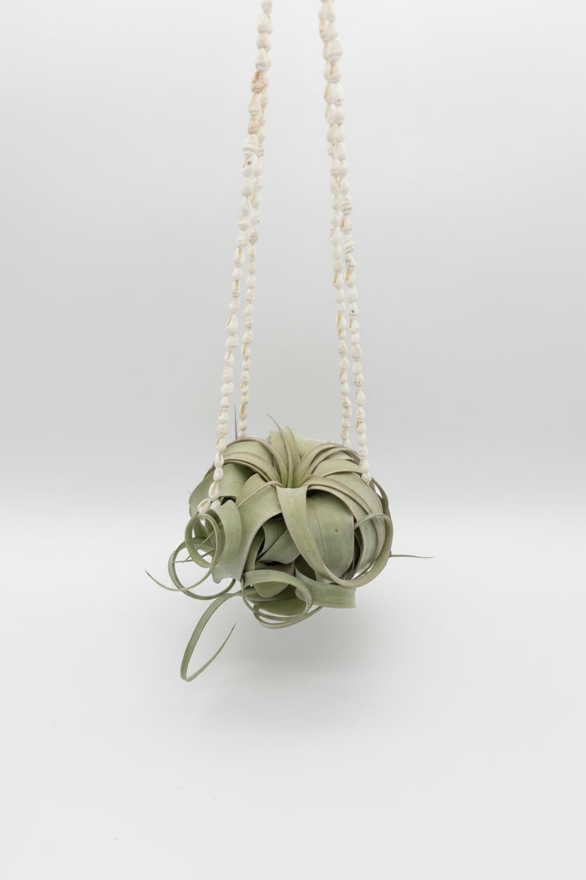 Xerographica w/ Shell Hanger