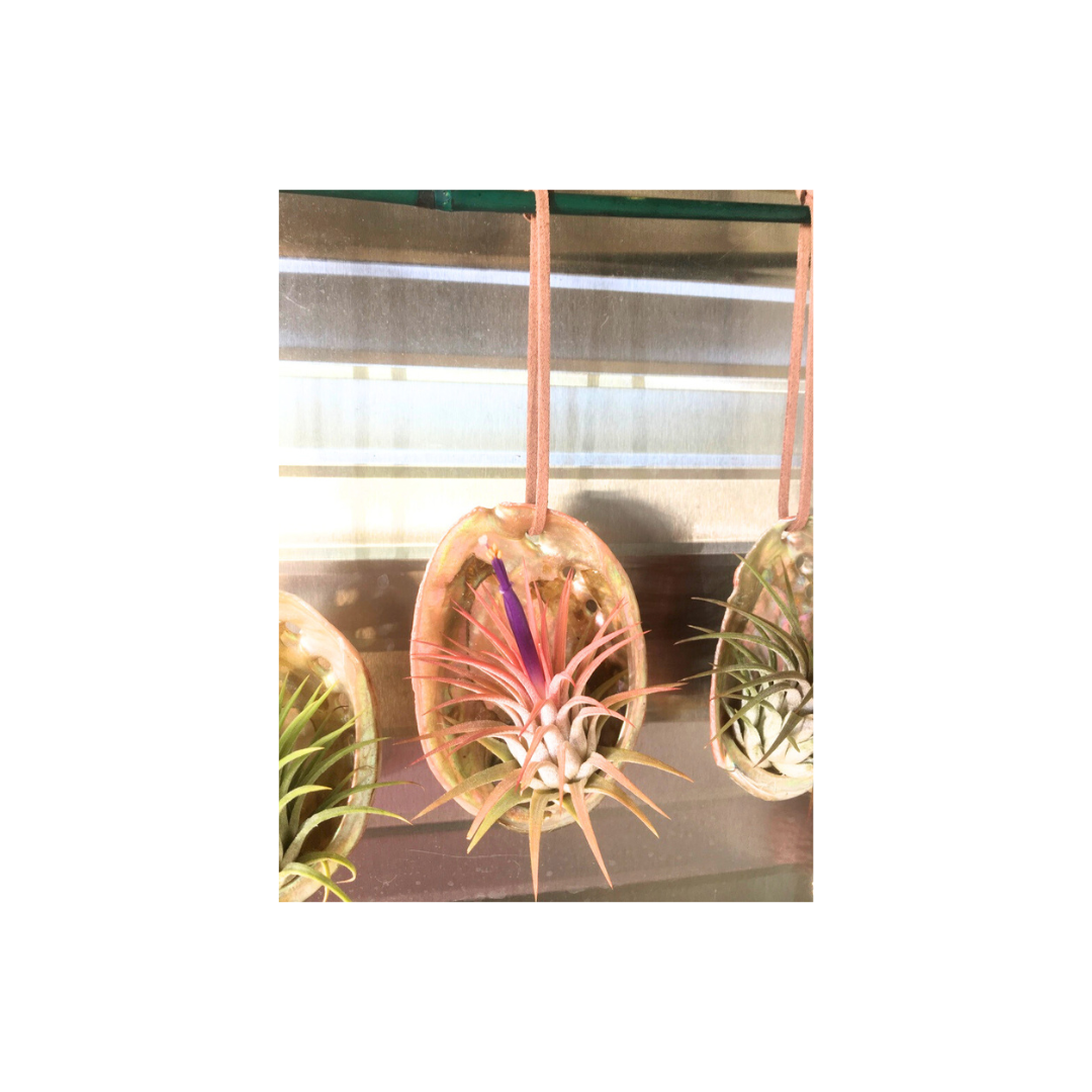 Abalone Ornament
