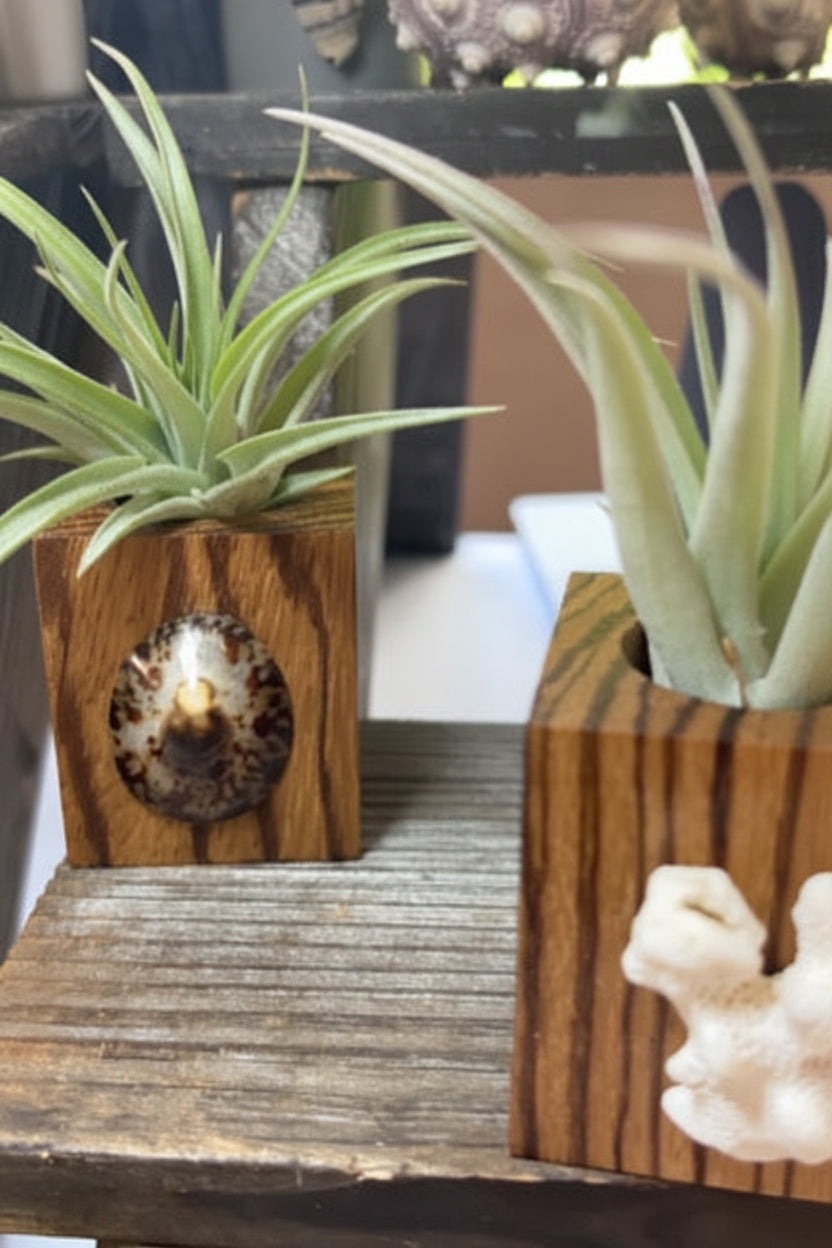 Natural Wood + Shell Tilly Holder