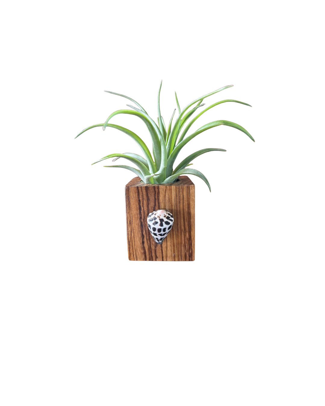 Natural Wood + Shell Tilly Holder