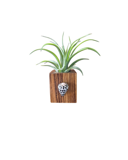 Natural Wood + Shell Tilly Holder