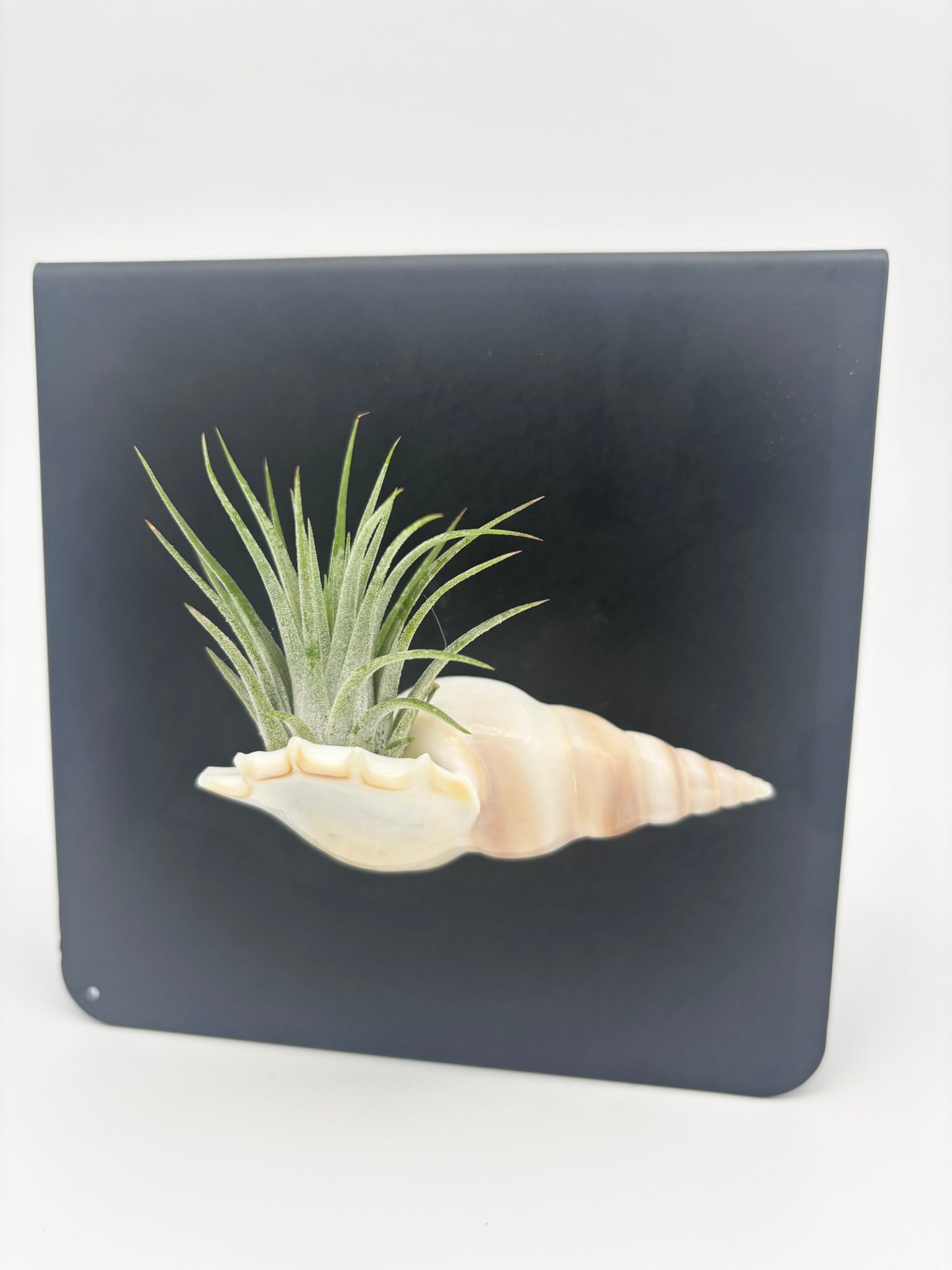 Shell Magnet