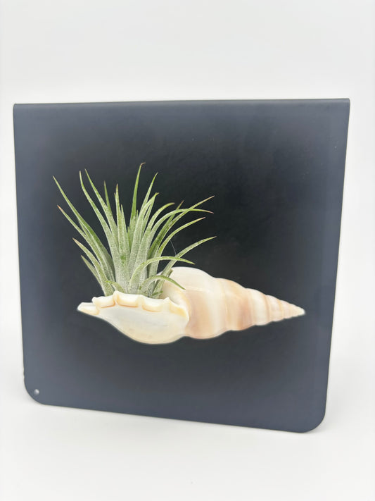 Shell Magnet