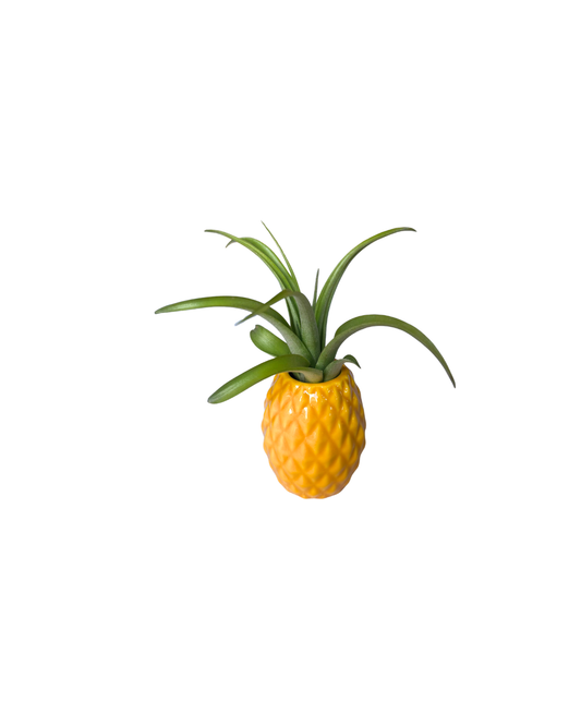 Pineapple Holder