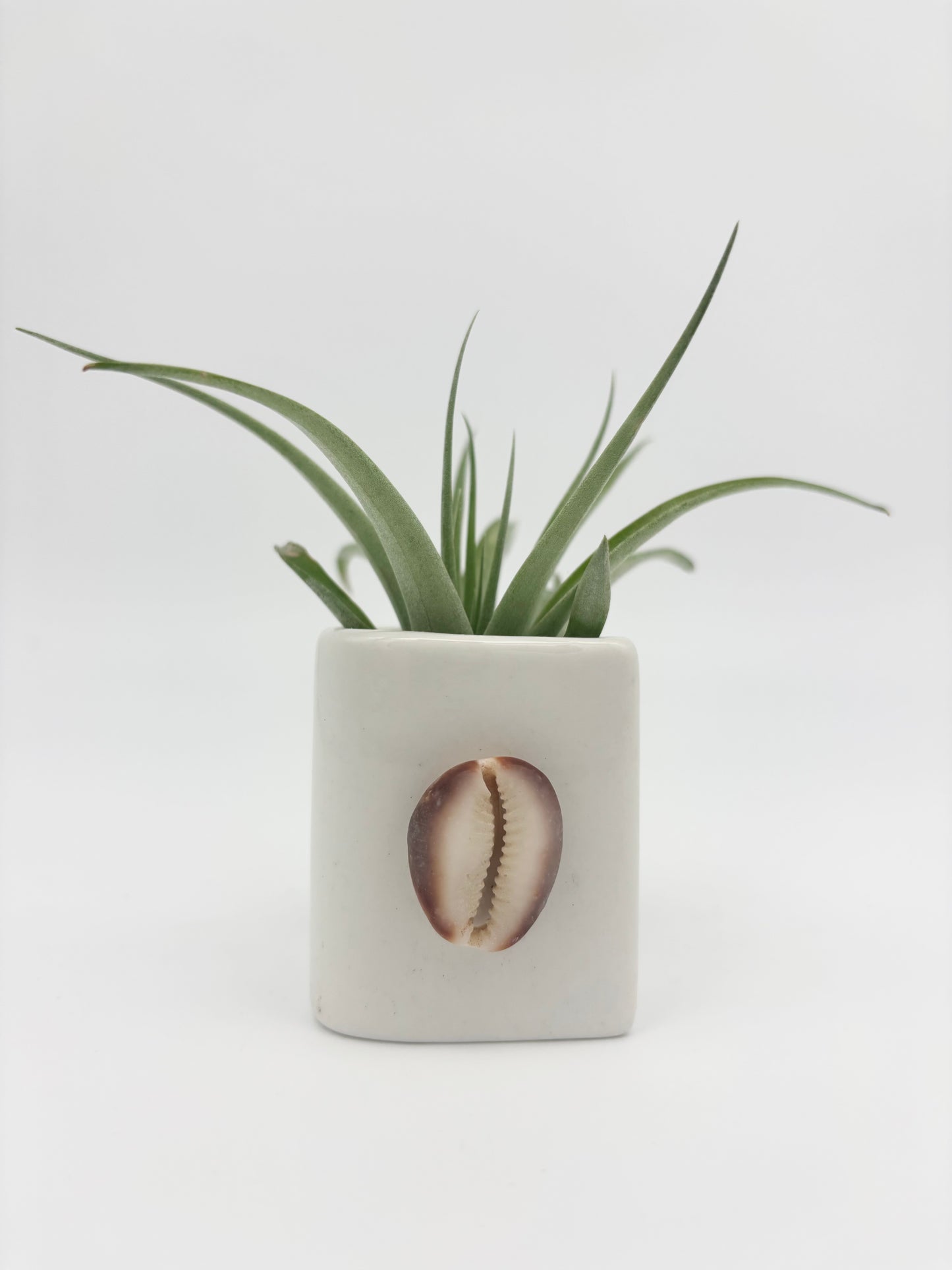 Ceramic + Shell Holder