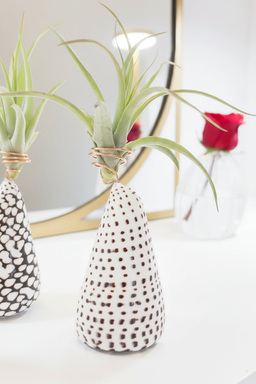 Cone Shell Holder - Medium