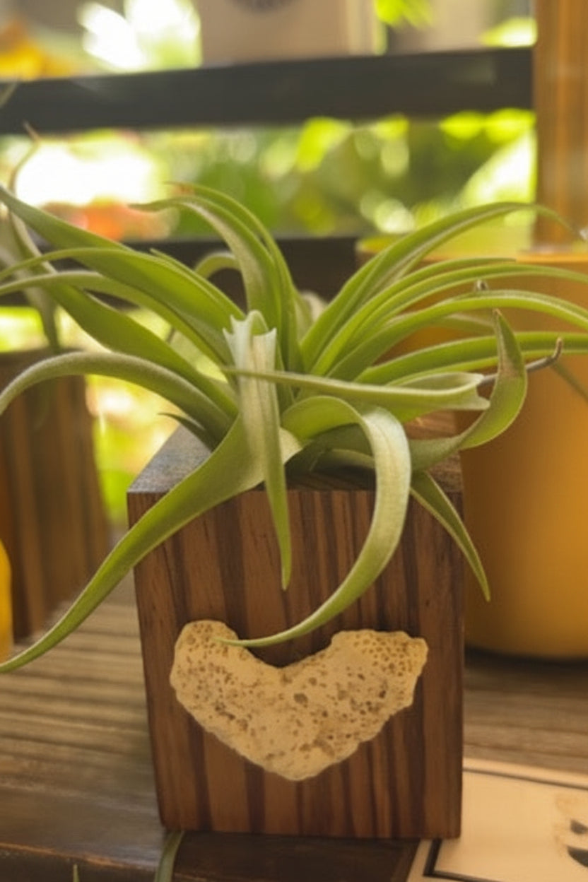 Natural Wood + Shell Tilly Holder