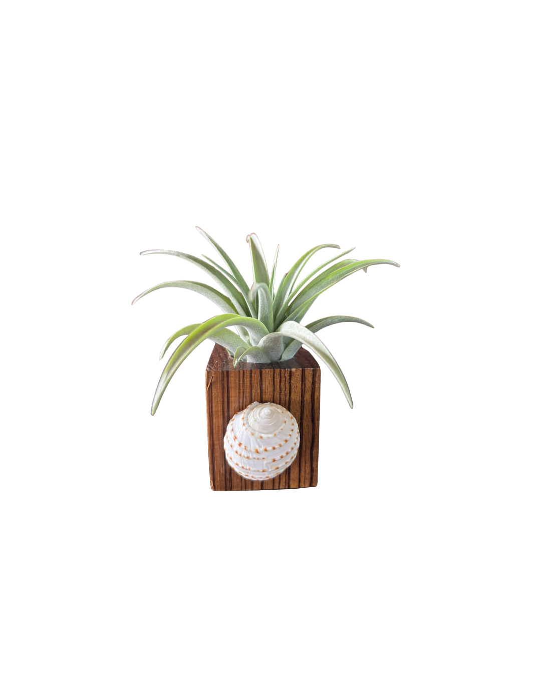 Natural Wood + Shell Tilly Holder