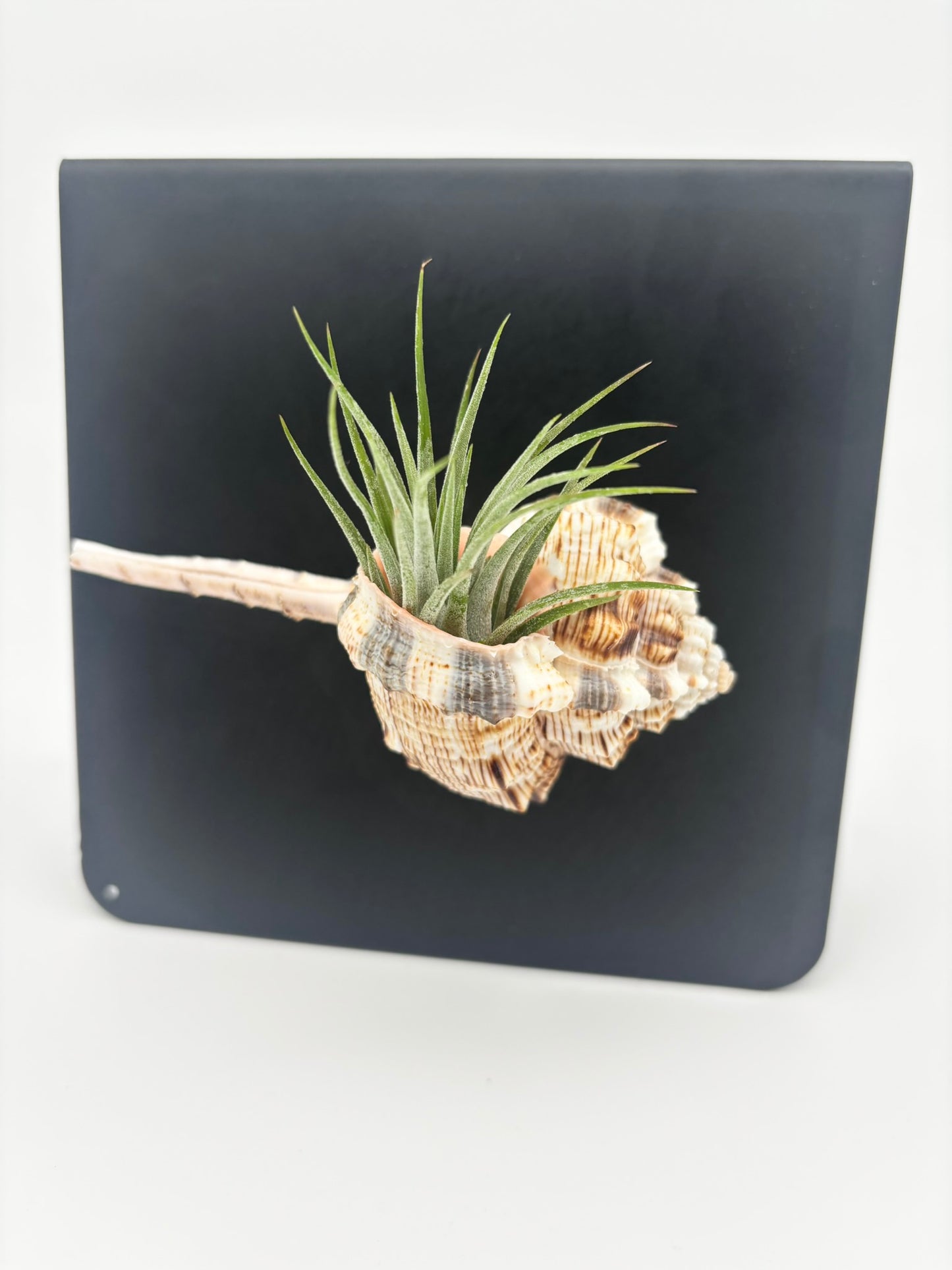 Shell Magnet