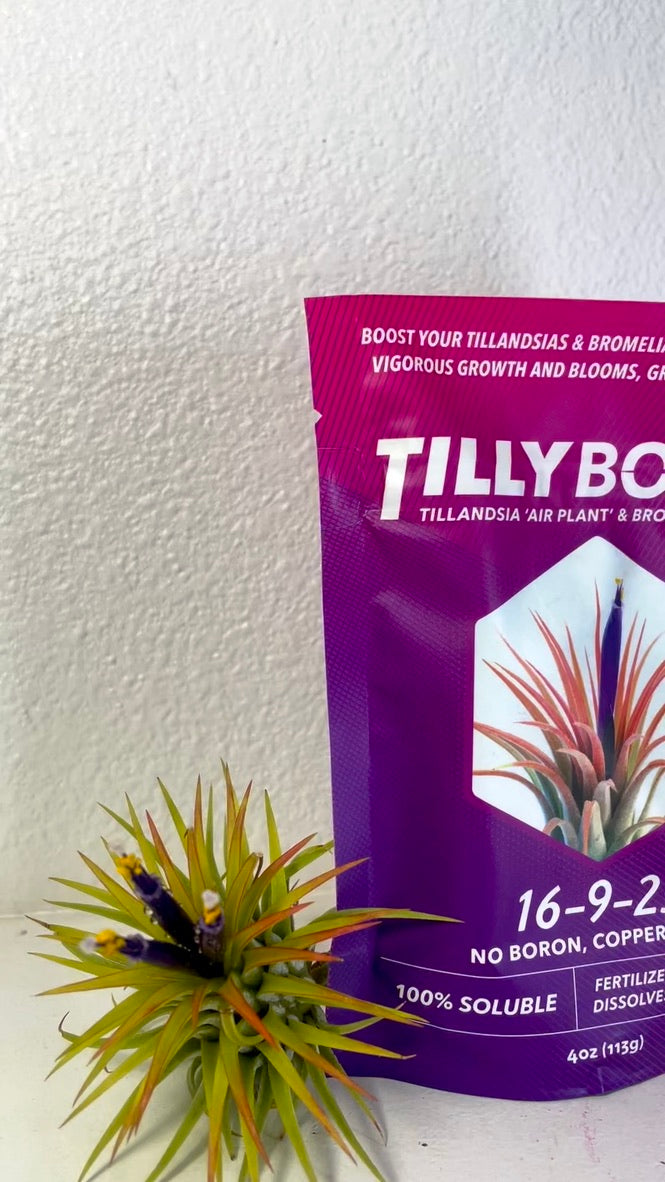 Fertilizer - Tilly Boost