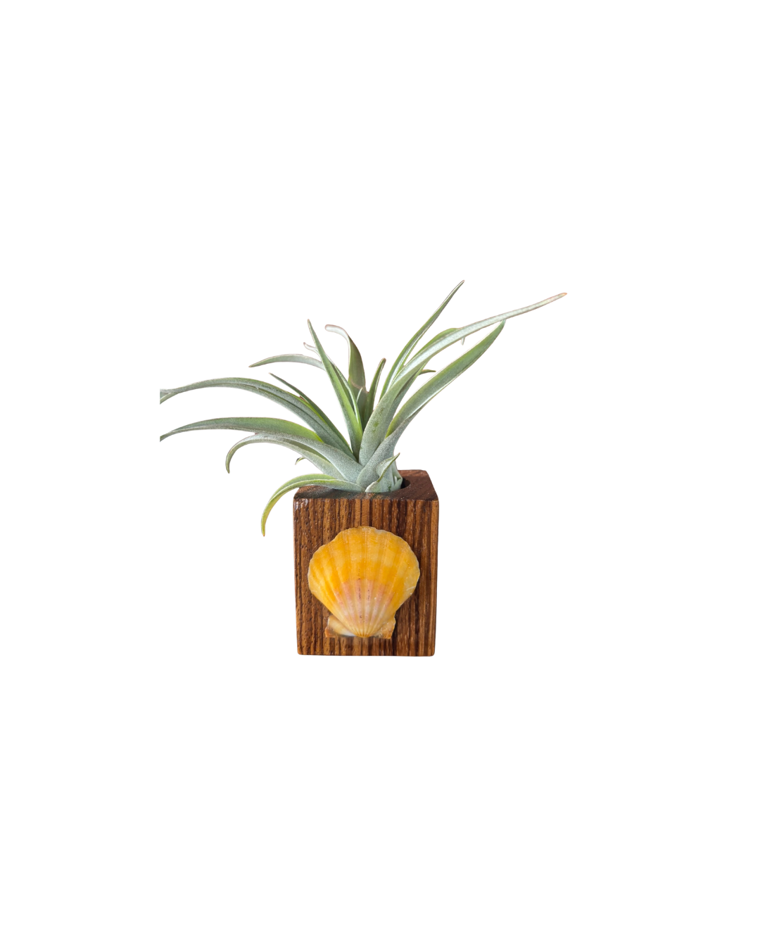 Natural Wood + Shell Tilly Holder