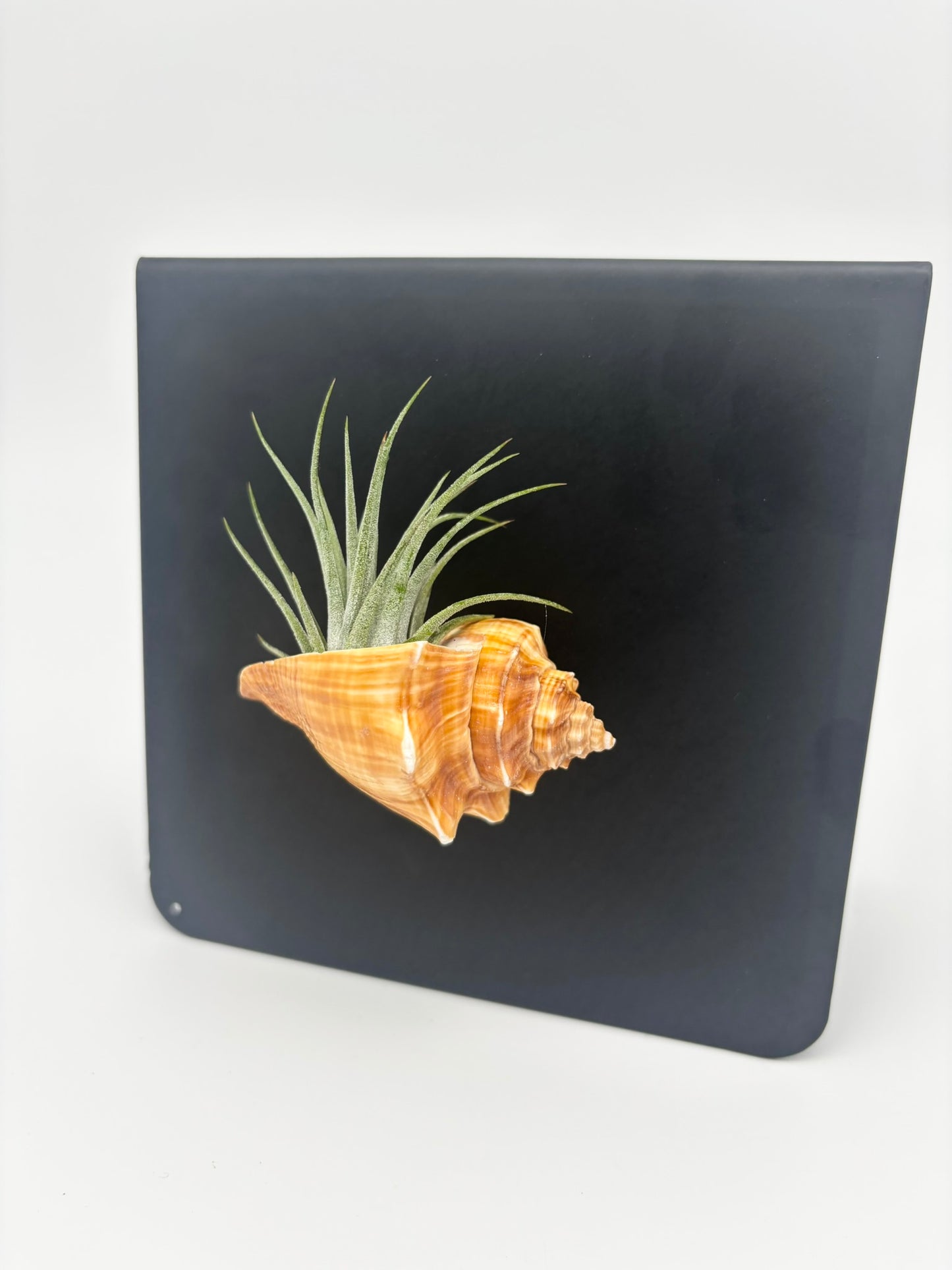 Shell Magnet