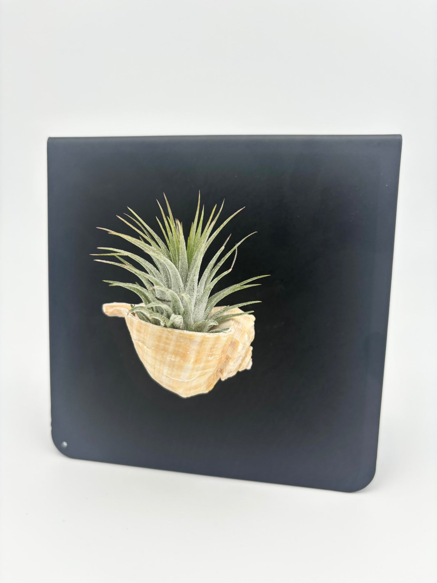 Shell Magnet