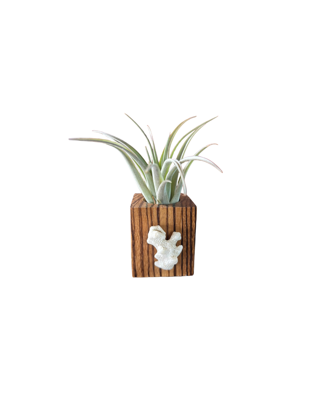 Natural Wood + Shell Tilly Holder