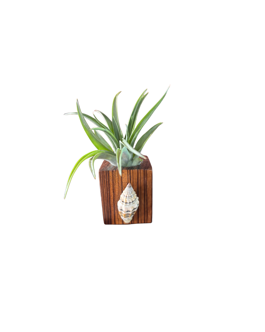 Natural Wood + Shell Tilly Holder
