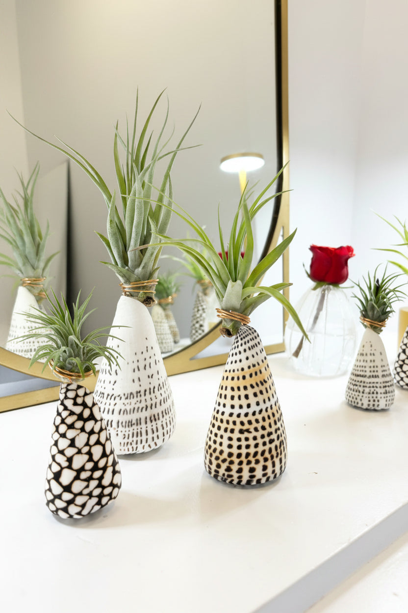 Cone Shell Holder - Medium
