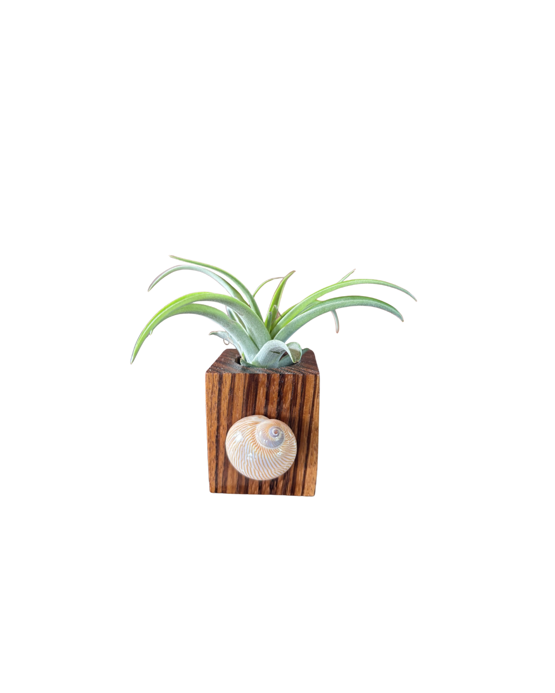 Natural Wood + Shell Tilly Holder