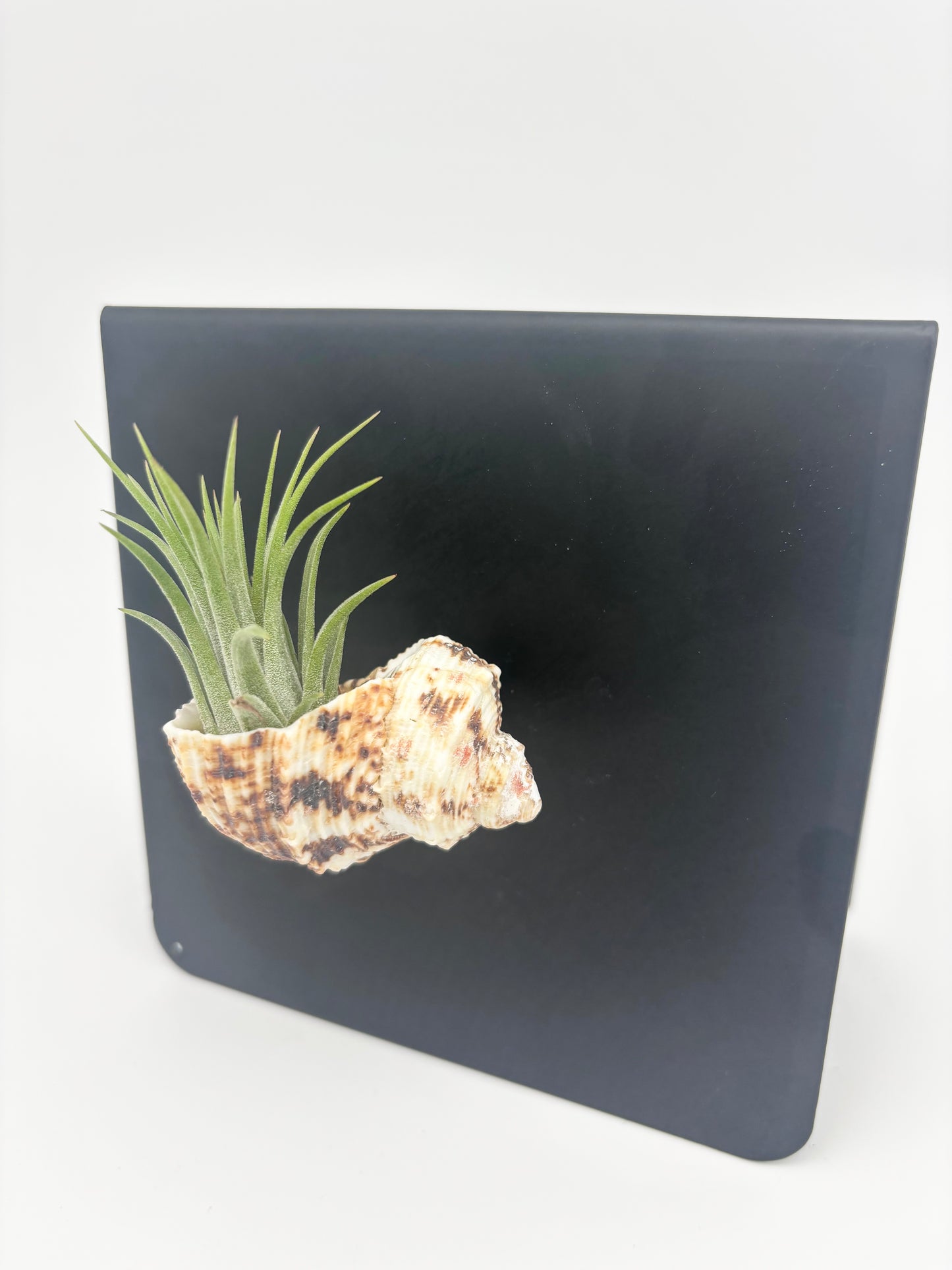 Shell Magnet
