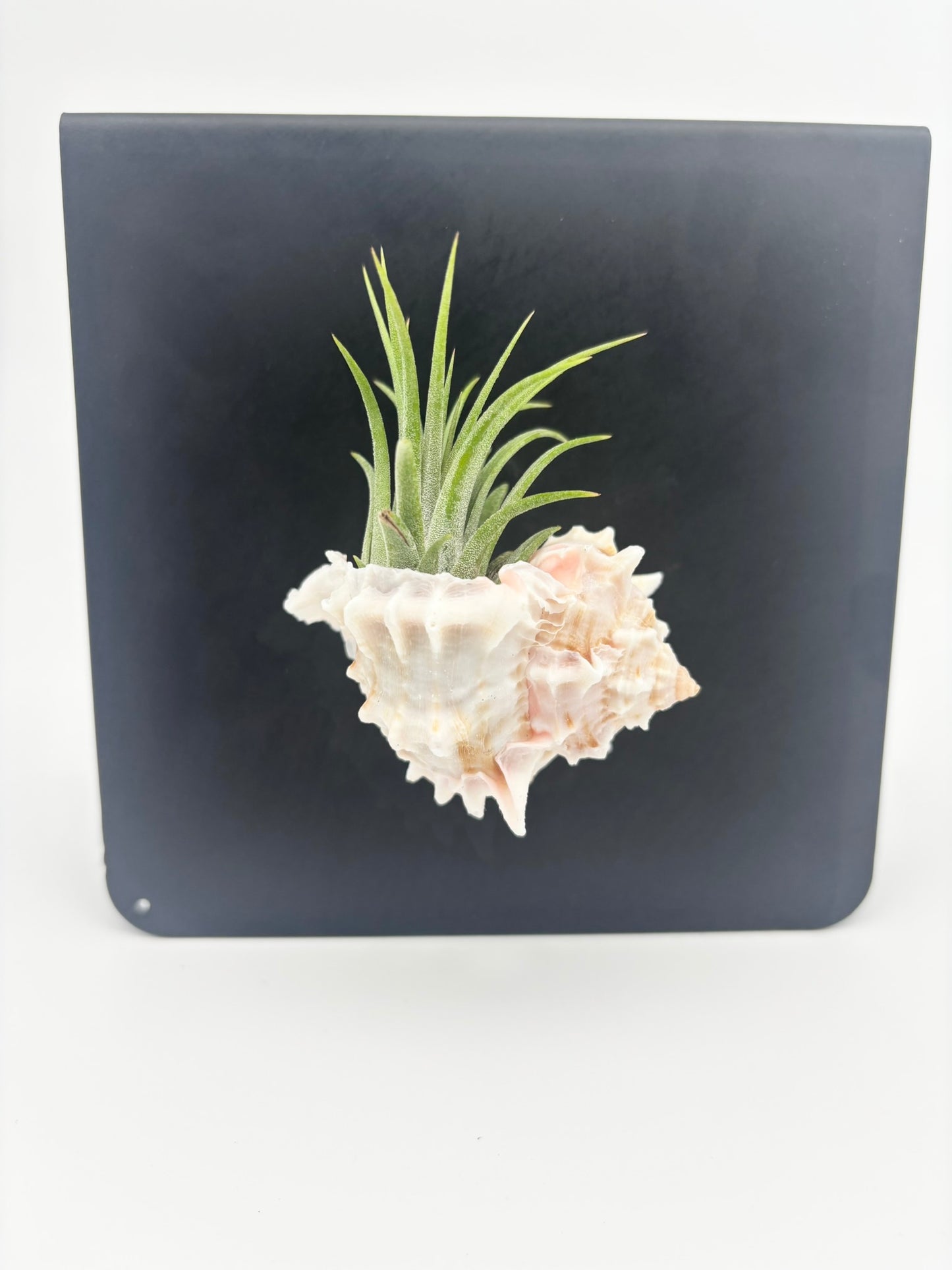 Shell Magnet
