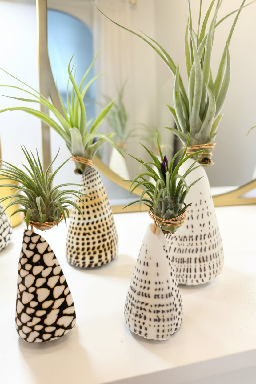 Cone Shell Holder - Large
