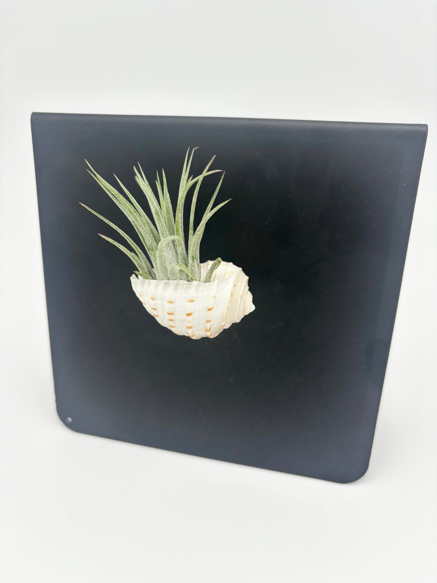 Shell Magnet