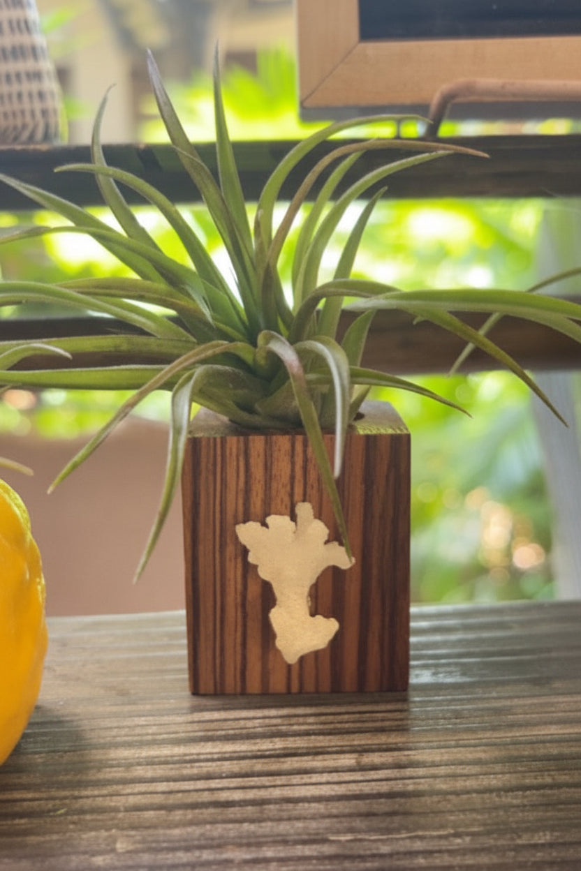 Natural Wood + Shell Tilly Holder
