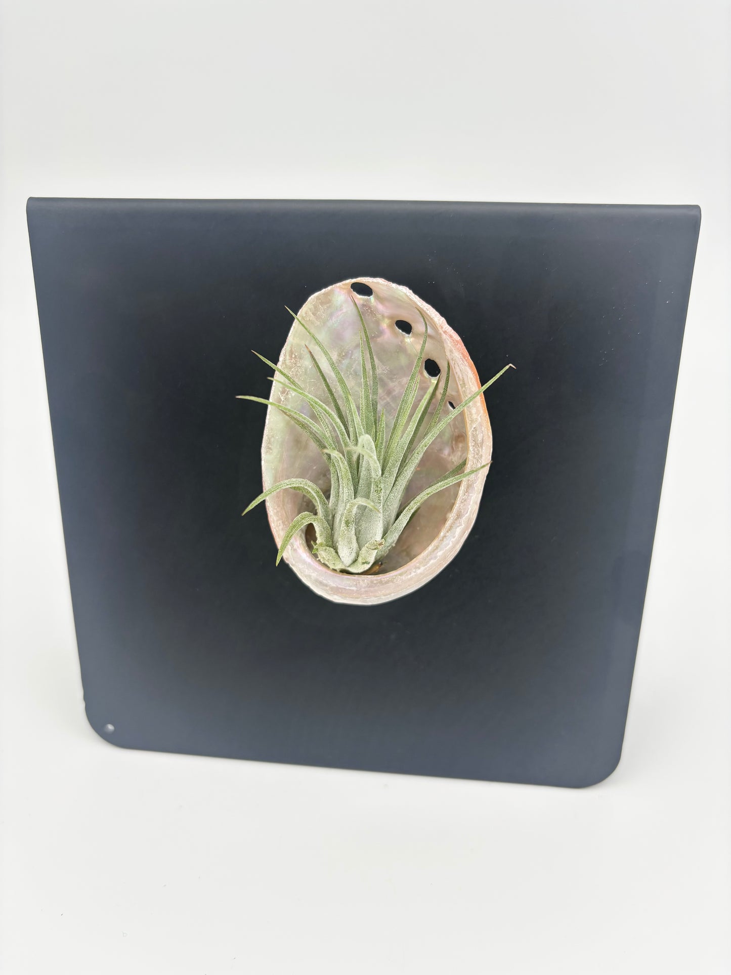 Shell Magnet