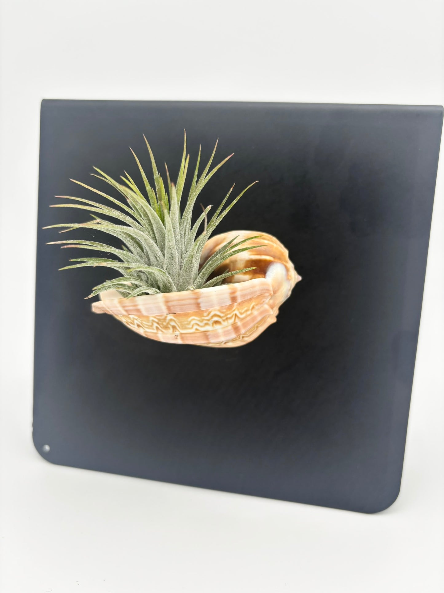 Shell Magnet