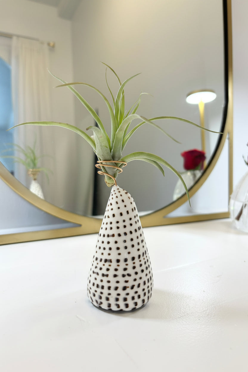 Cone Shell Holder - Medium