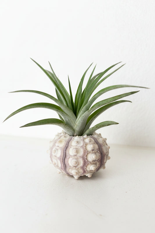 Sea Urchin Holder
