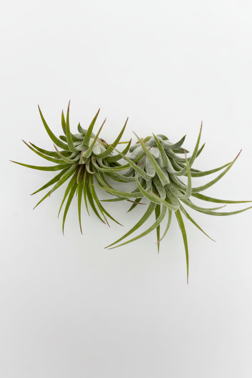 Tillandsia Ionantha - Large