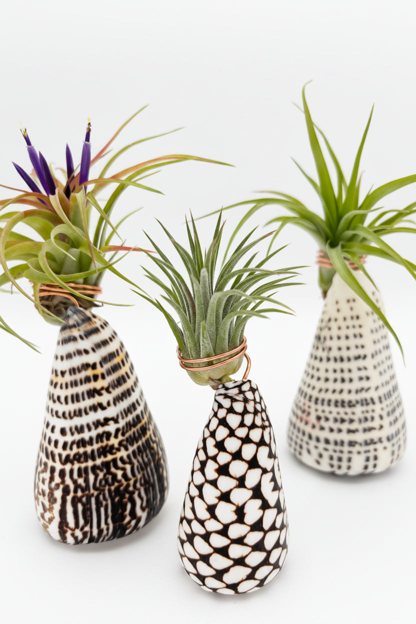 Tillandsia Ionantha - Large