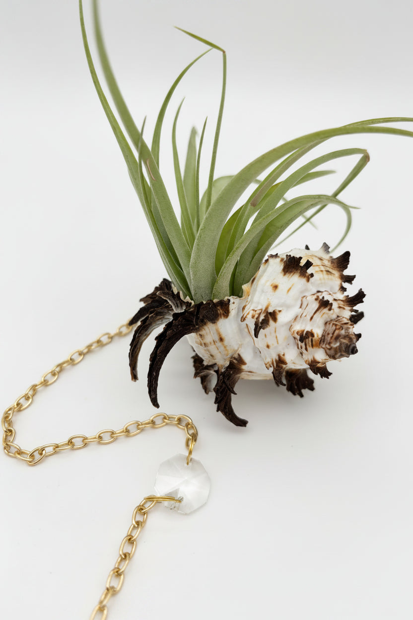 Crystal + Shell Suncatcher ~ 18"-20"