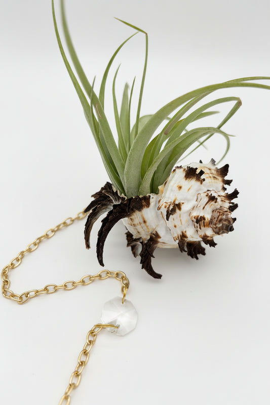 Crystal + Shell Suncatcher ~ 18"-20"